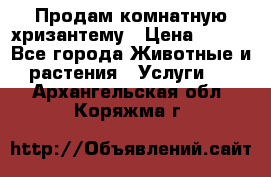 Продам комнатную хризантему › Цена ­ 250 - Все города Животные и растения » Услуги   . Архангельская обл.,Коряжма г.